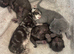 4 kittens