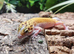 Eclipse Leopard Gecko at Birmingham Reptiles
