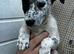 Beautiful Lurcher puppies