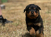 Rottweiler pup