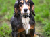 Rocky 4 year old male