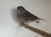 Gloster canaries for sale