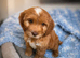 Beautiful F1 cockapoo puppies