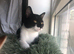 Affectionate tuxedo kitten available