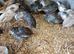 Chinese painted quail