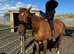 Warm blood mare