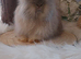 2 beautiful Angora boys Ready now