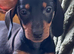 Stunning KC registered Standard Dachshund litter