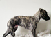 Whippet Puppies
