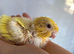 Last baby lineolated parakeet