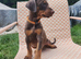 Doberman puppies just 6 days left before they can leave