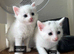 Stunning kittens (can deliver)