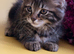 BEAUTIFUL KITTENS LOOKING FOR THEIR FOREVER HOMES