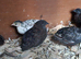 Chinese painted quail selling altogether