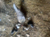 Bantam Hen and 9chicks