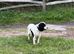Cocker Spaniel