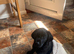 Black puppy