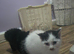 Kittens looking for they forever home