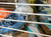Beautiful Budgies