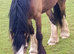 Lilly Cob x Clysdale
