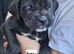 Cane corso puppies
