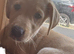 6 month old female puppy
