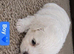 5 Bichon Frise Puppies