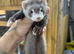Ferret kits