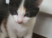 Beautiful kitten looking good a home