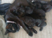 Kittens for sale