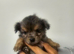 Pomeranian x chihuahua