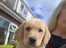 Ready Now Gorgeous Goldador Puppies