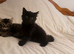 2 Beautiful BOYS looking NEW HOME