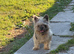 French Bulldog Cross