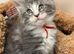 1 Beautiful full pedigree TICA registered Maine Coon kitten FEMALE