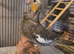 Silly tame cockatiel hen bird