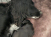 Cocker spaniels