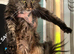 We have gorgeous Maine coon kittens for re homing