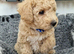 Beautiful Poochon Puppies