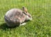 Mini Rex girl