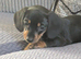 Dachshund