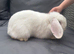 Pure mini lop buck