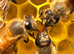 6 Frame Overwintered National Nucleus of Bees 2027 Early Spring