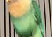 Bounded pair of lovebirds both DNA