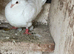 Free fantails