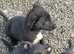 German shepherd x german shepherd/belgian Malinois puppy's