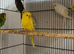 budgie for young