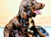 Stunning F1B Chocolate Male Sprocker Puppy – Champion Working Lines, Fully Vaccinated & Ready Now