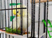 Beautiful Baby Budgies