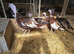Turkey breeding group